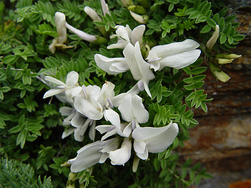 Image of Astragalus levieri specimen.