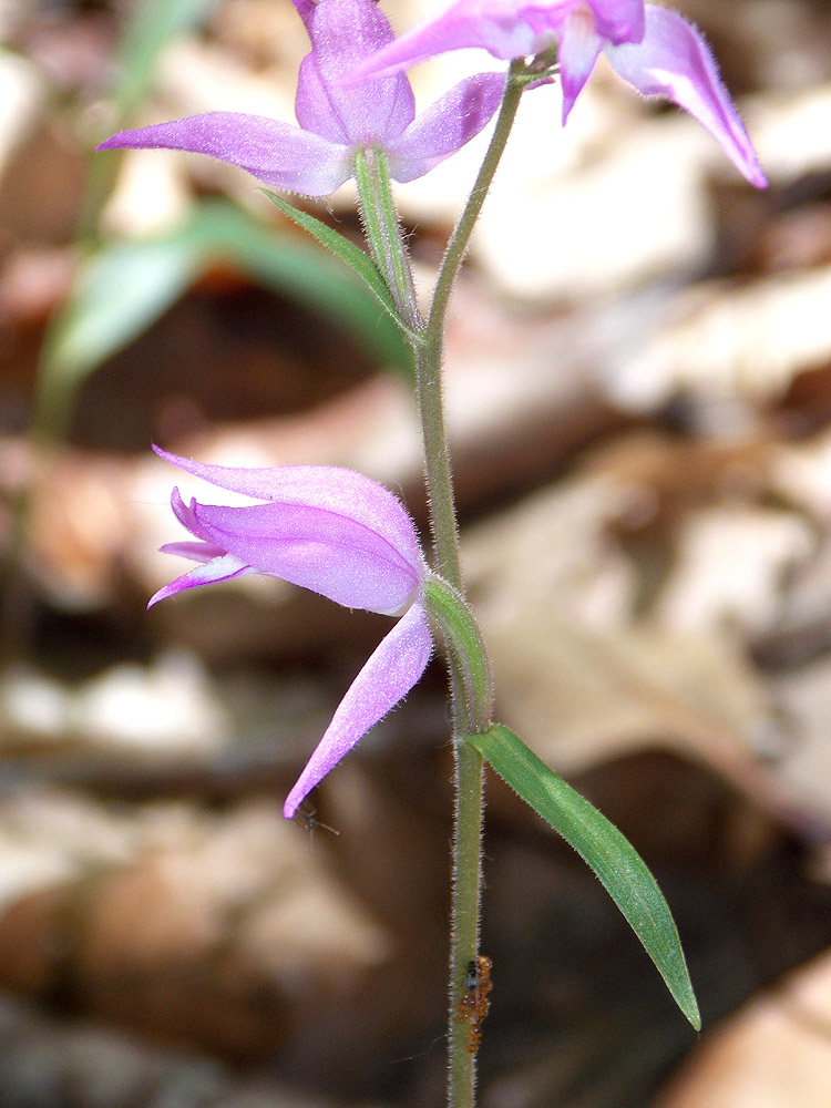 Изображение особи Cephalanthera rubra.