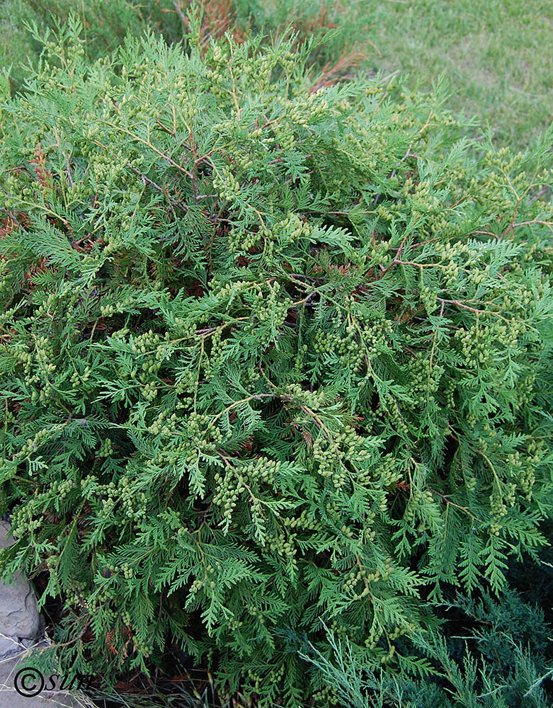 Image of Thuja occidentalis specimen.