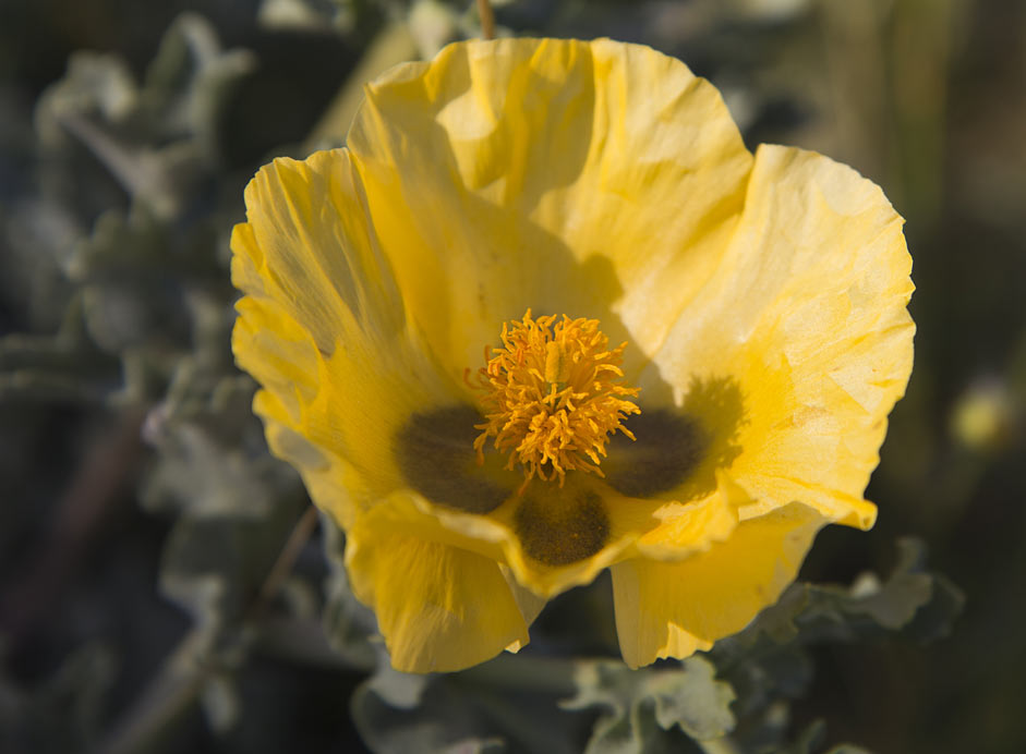 Image of Glaucium flavum specimen.