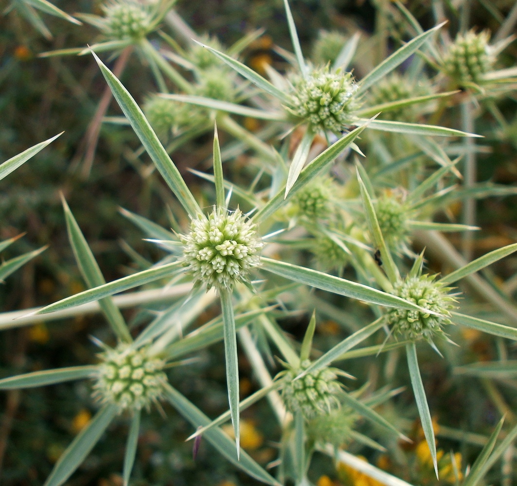 Изображение особи Eryngium campestre.