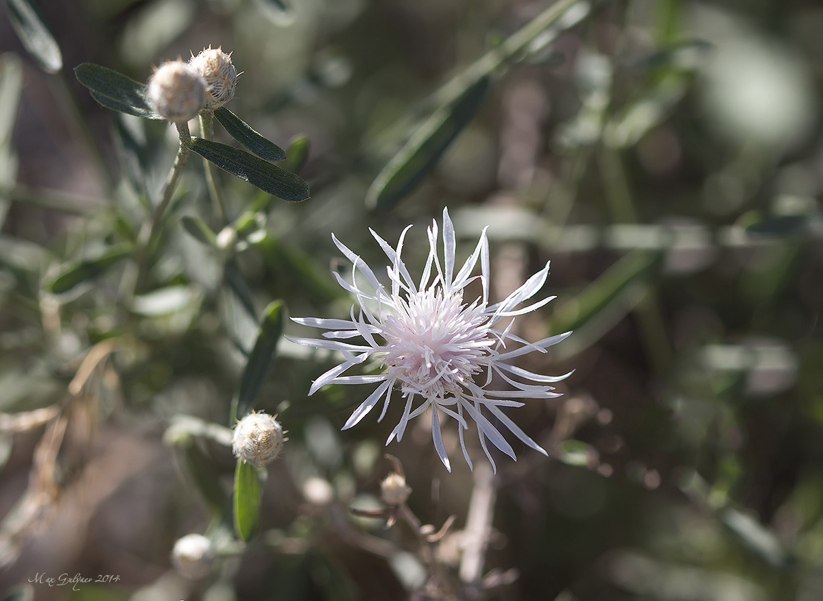 Изображение особи род Centaurea.