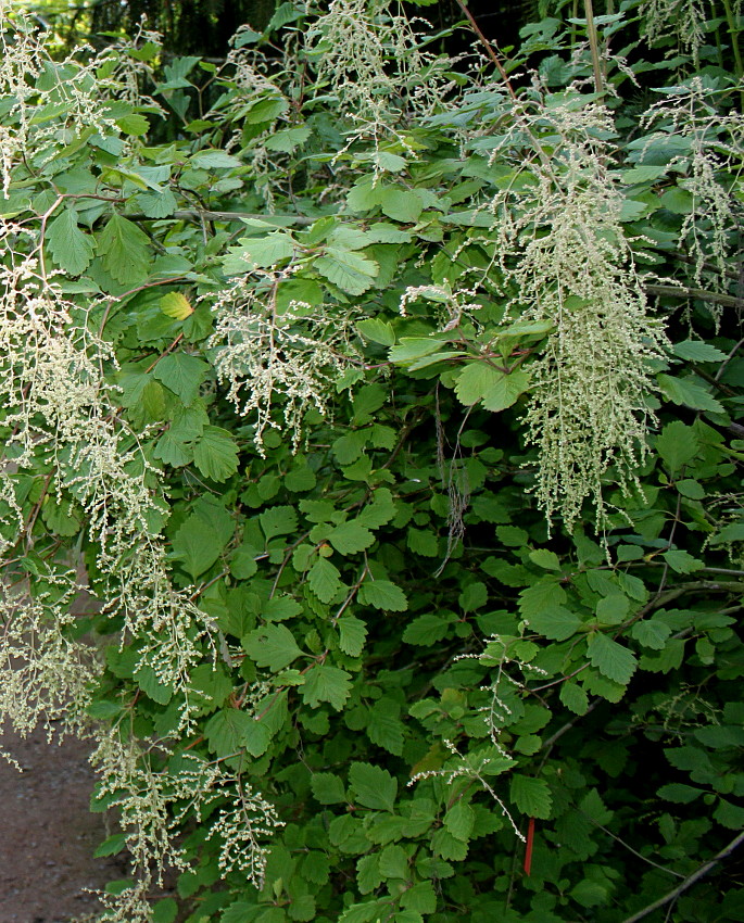 Image of Xanthorhiza simplicissima specimen.