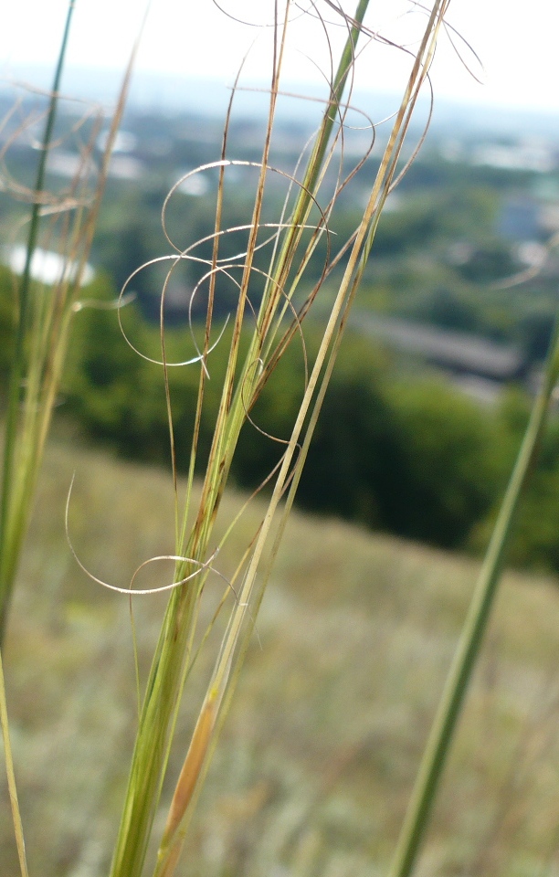 Image of Stipa capillata specimen.