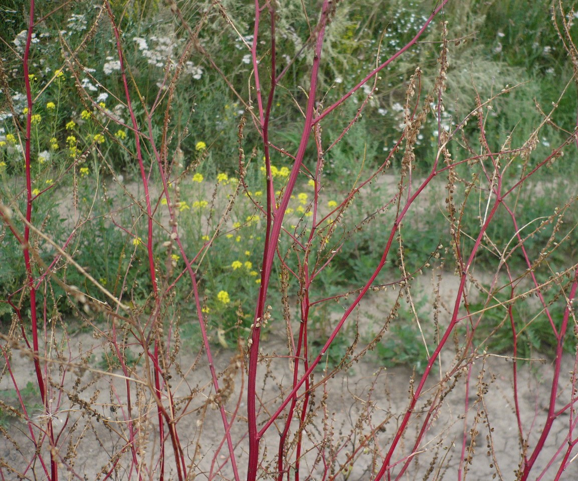 Image of genus Melilotus specimen.