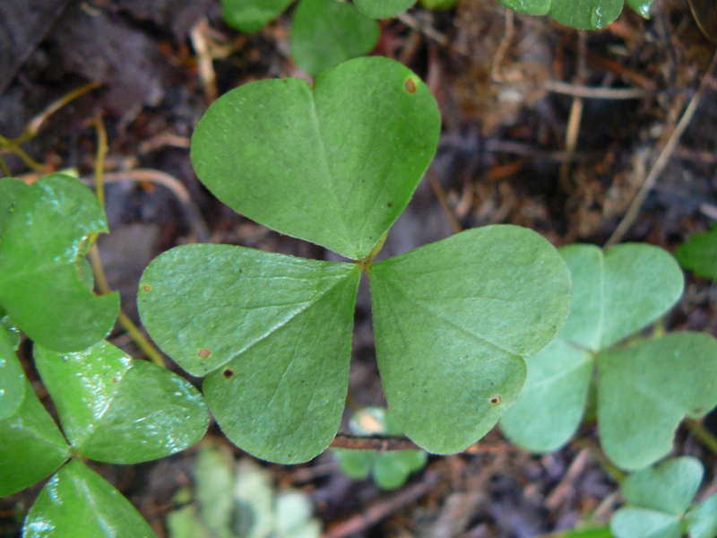 Изображение особи Oxalis acetosella.