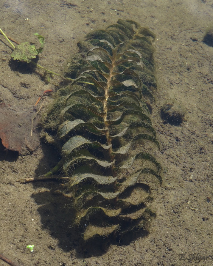 Image of Potamogeton perfoliatus specimen.