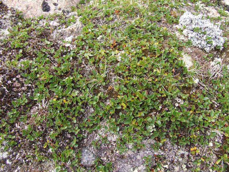 Image of Salix herbacea specimen.