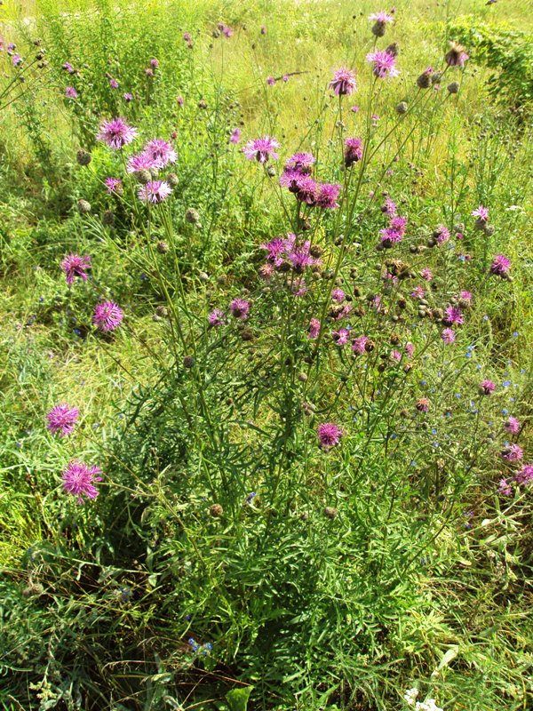 Image of Centaurea scabiosa specimen.