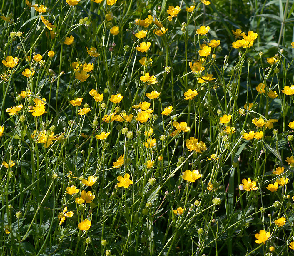 Изображение особи Ranunculus repens.