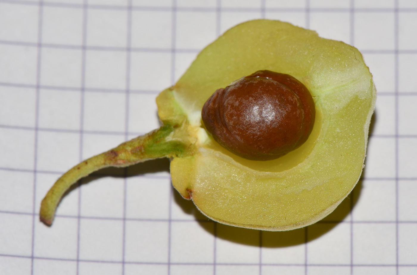 Image of Styrax officinalis specimen.