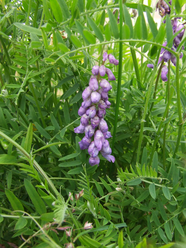 Image of Vicia cracca specimen.