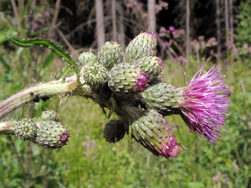 Изображение особи Cirsium palustre.