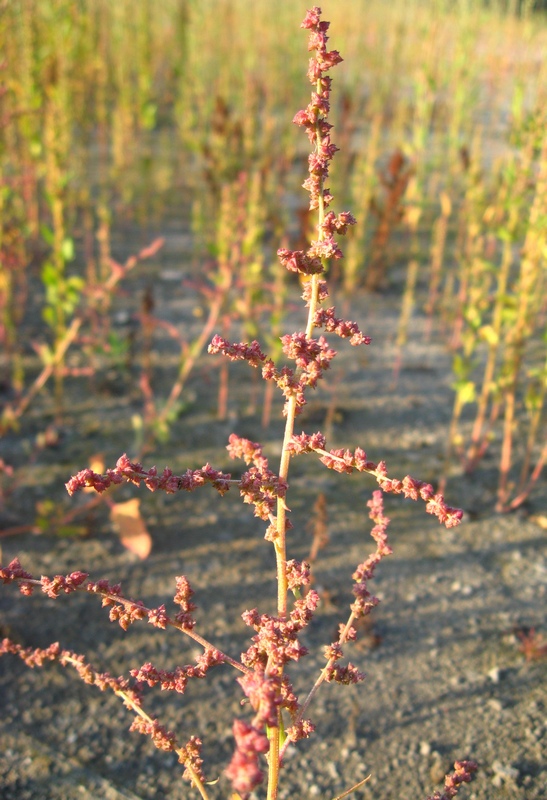 Изображение особи Atriplex prostrata.