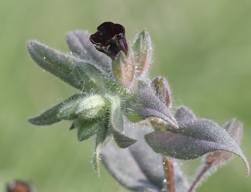 Image of Nonea rossica specimen.