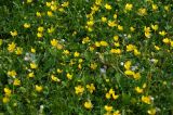 Ranunculus repens