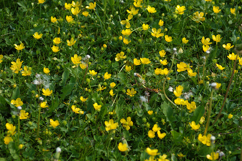 Image of Ranunculus repens specimen.