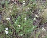 Scabiosa ochroleuca. Цветущее растение. Челябинская обл., Кизильский р-н, заповедник Аркаим. 30.06.2015.