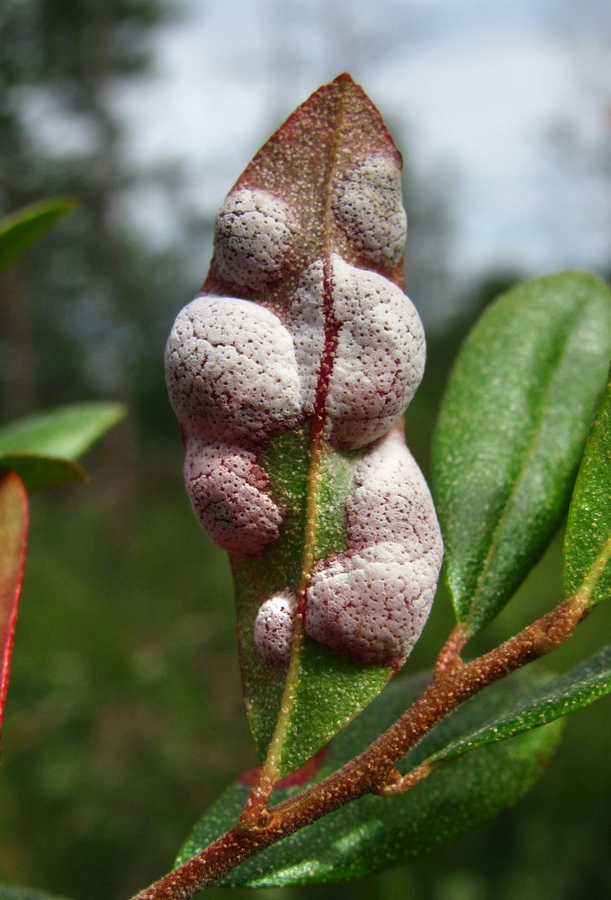 Image of Chamaedaphne calyculata specimen.