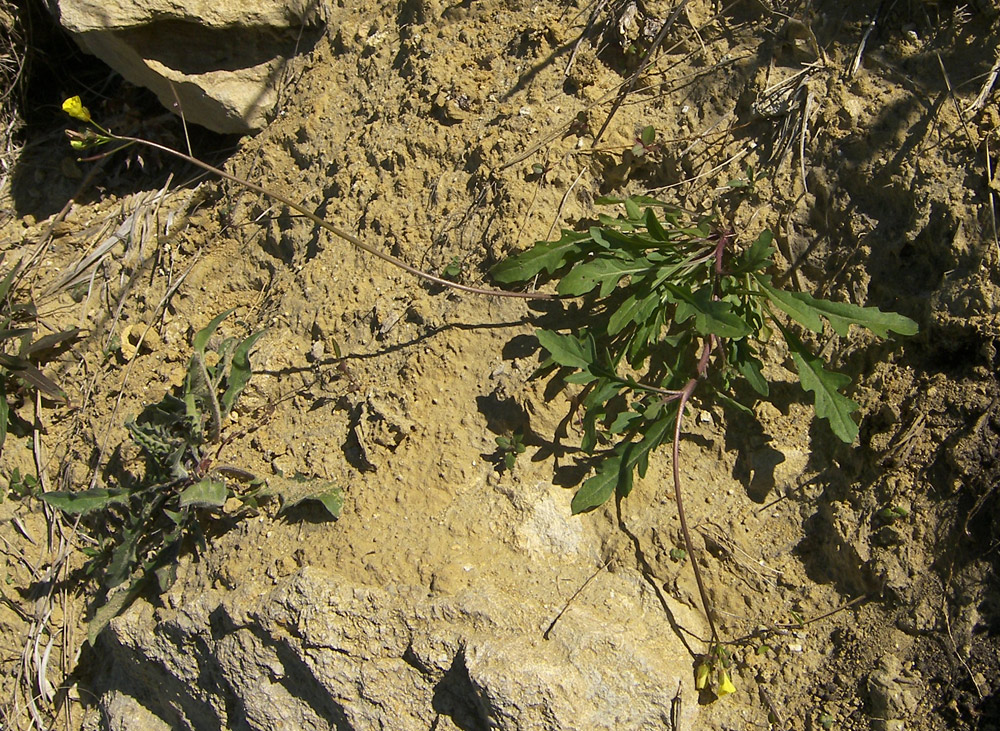 Image of Sisymbrium irio specimen.