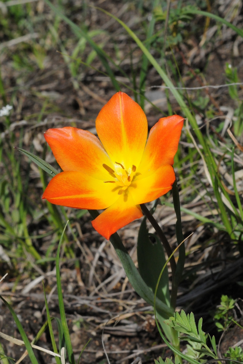 Image of Tulipa ostrowskiana specimen.