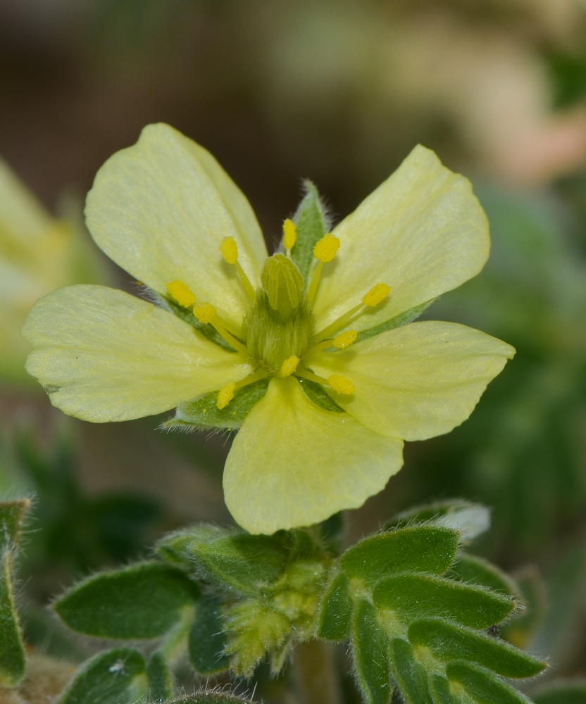 Изображение особи Tribulus macropterus.