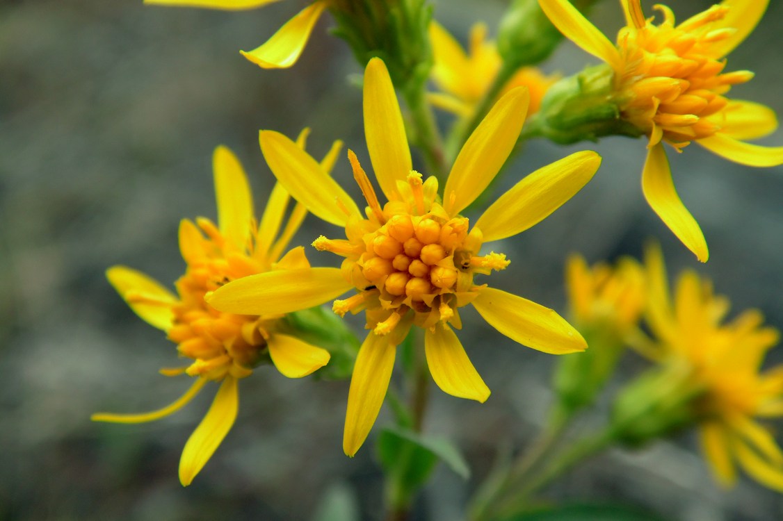 Image of Solidago virgaurea specimen.