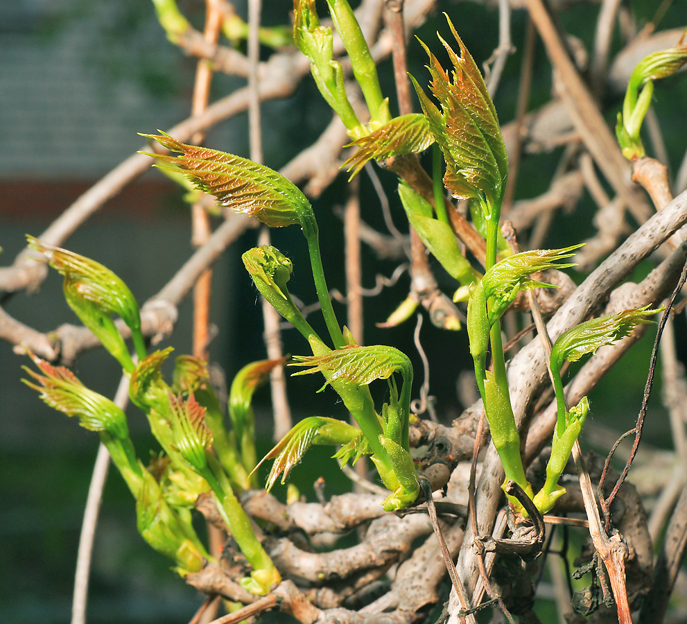 Image of Parthenocissus quinquefolia specimen.