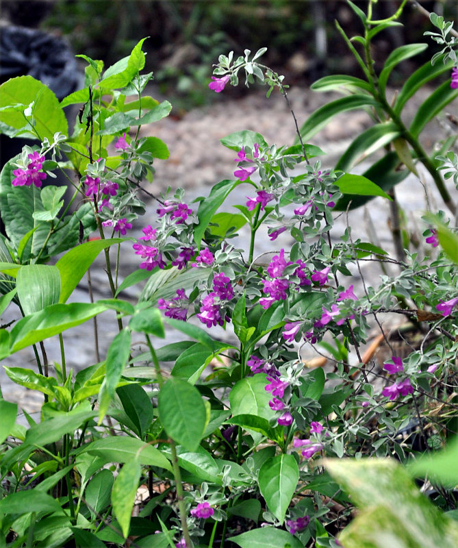 Image of Leucophyllum frutescens specimen.