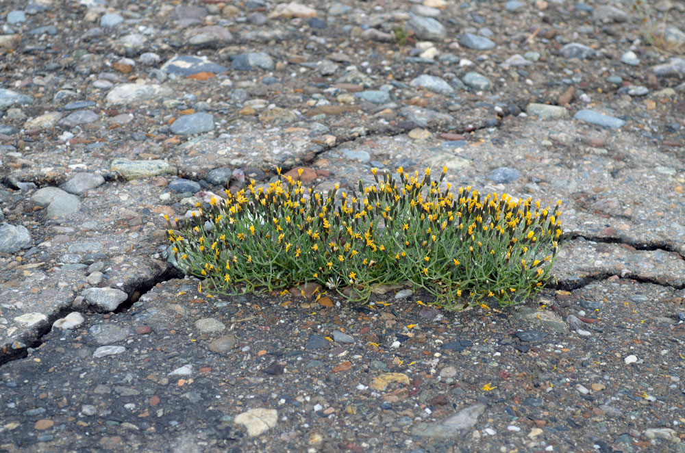 Image of Crepis flexuosa specimen.