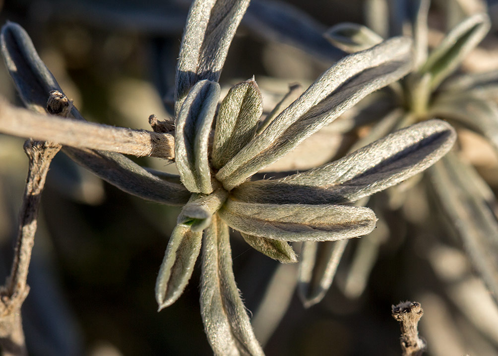 Image of Convolvulus oleifolius specimen.