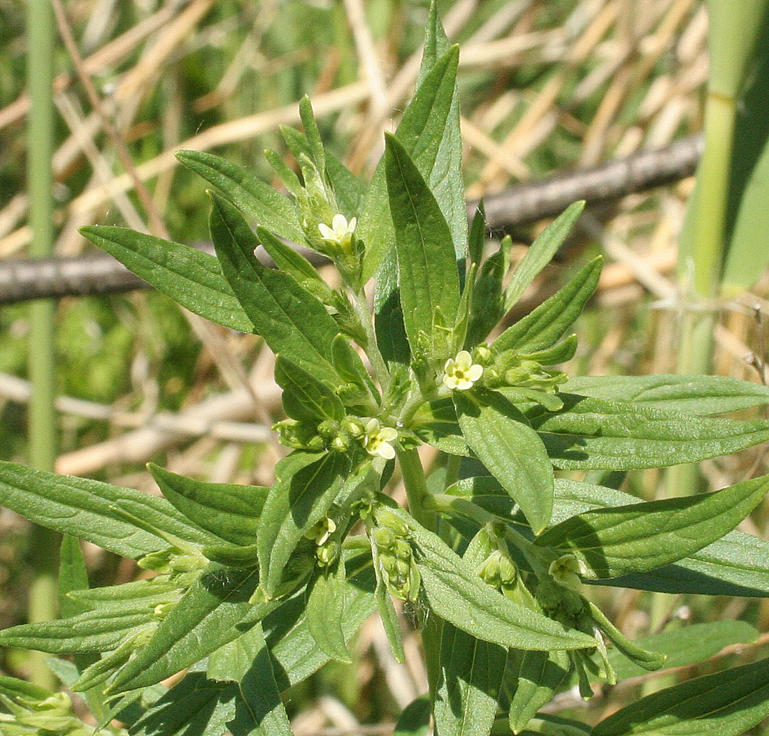 Image of Lithospermum officinale specimen.