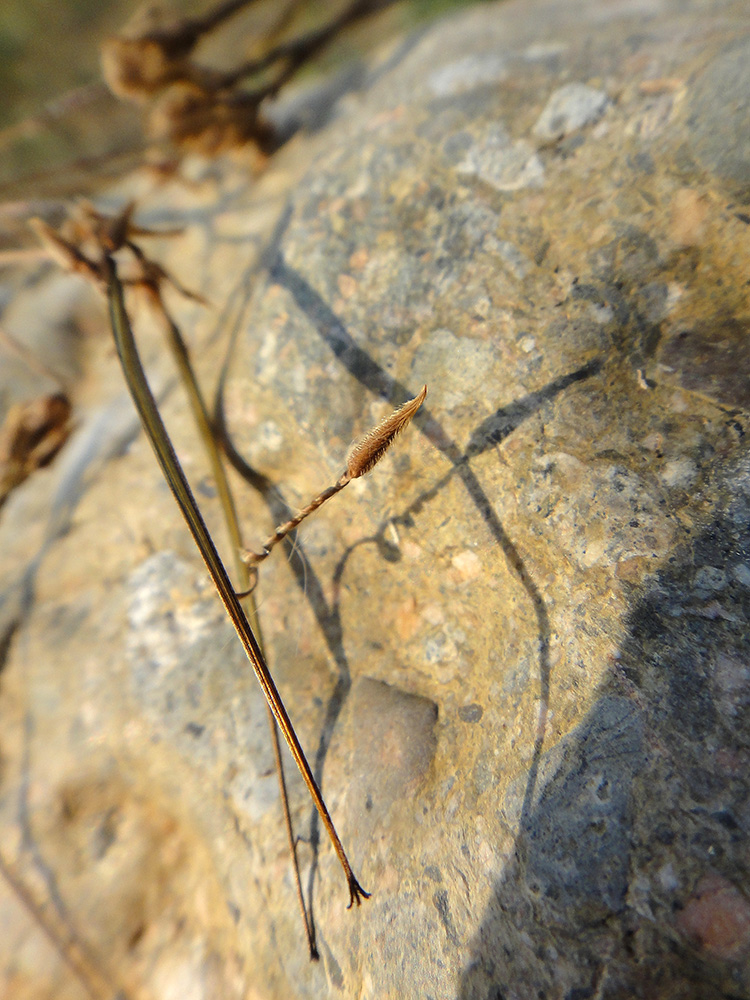 Image of Erodium cicutarium specimen.