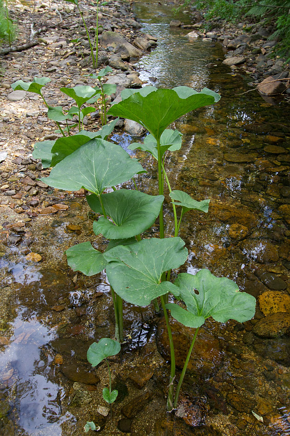 Image of Petasites radiatus specimen.