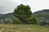 Pinus halepensis. Взрослое растение. Испания, Кастилия-Ла-Манча, окр. г. Cuenca. Январь 2016 г.