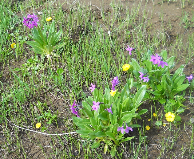 Изображение особи Primula nivalis.