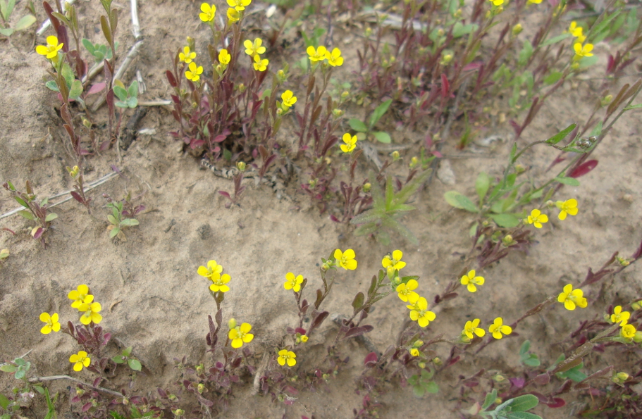 Image of Erysimum hieraciifolium specimen.