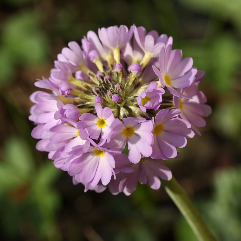 Изображение особи Primula denticulata.