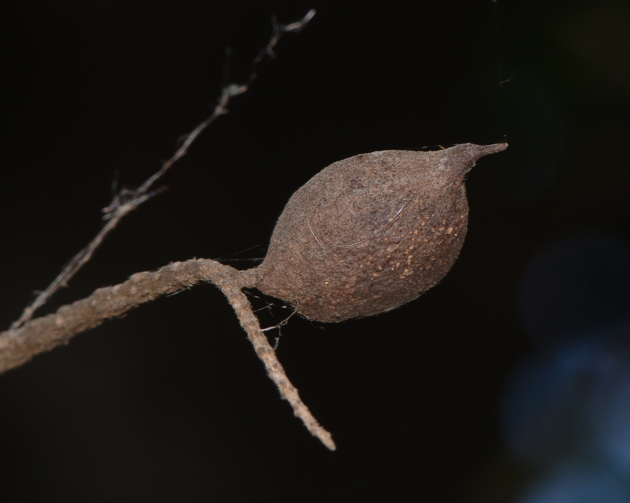 Image of Grevillea hilliana specimen.