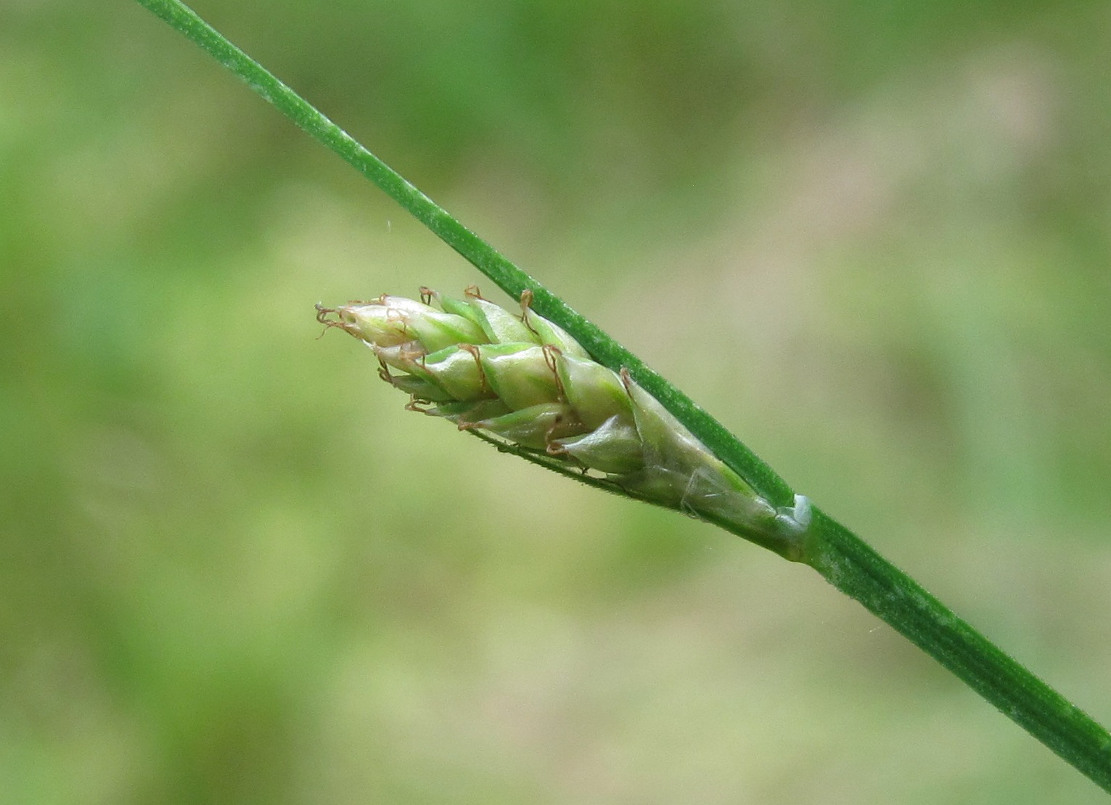 Изображение особи Carex canescens.