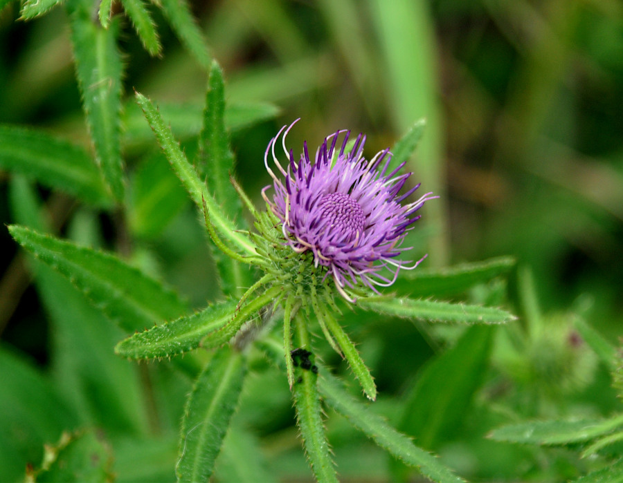 Изображение особи Cirsium vlassovianum.