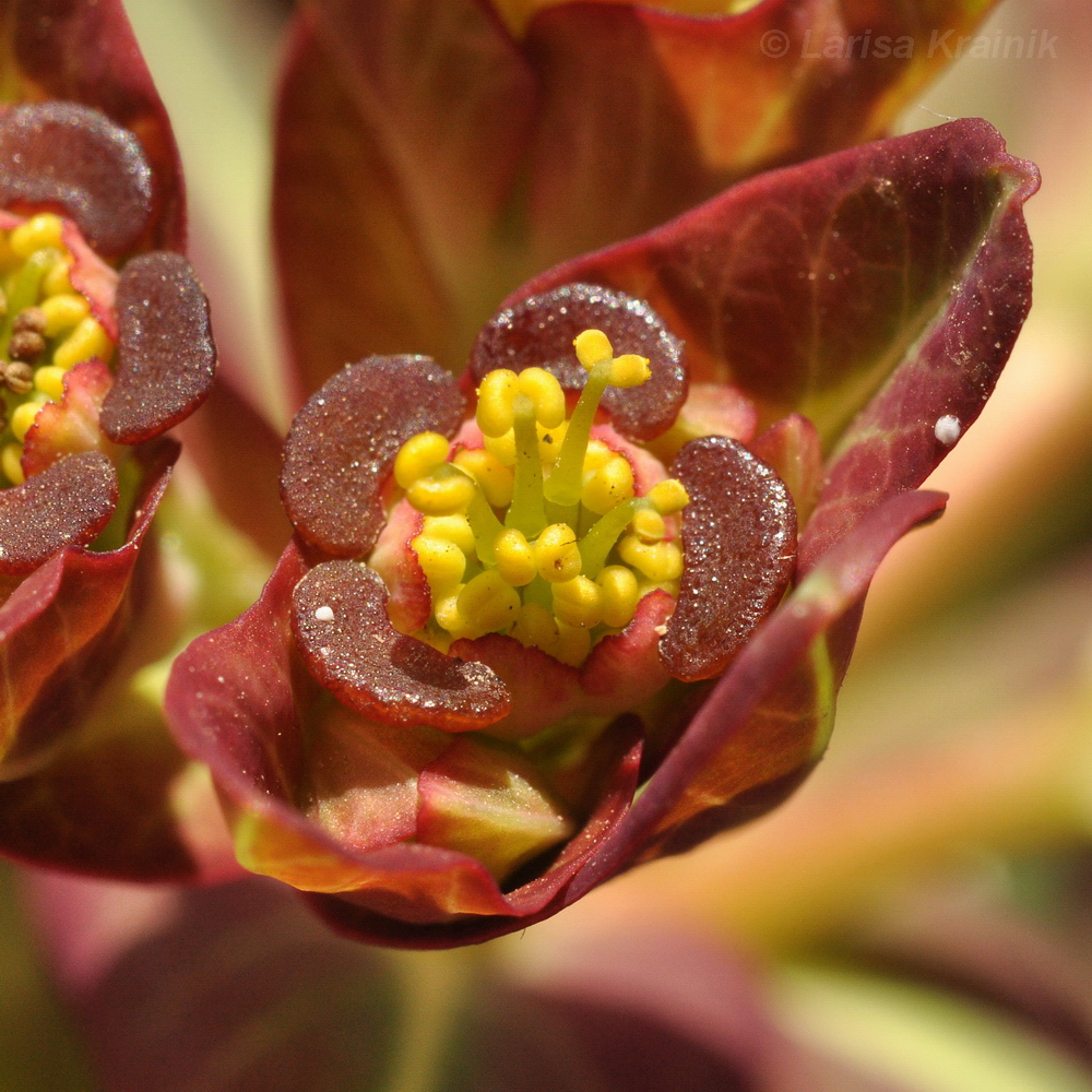 Image of Euphorbia komaroviana specimen.