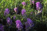 Astragalus onobrychis. Верхушка цветущего растения. Ульяновская обл., восточный склон Приволжской возвышенности, Шиловская лесостепь. 01.07.2005.