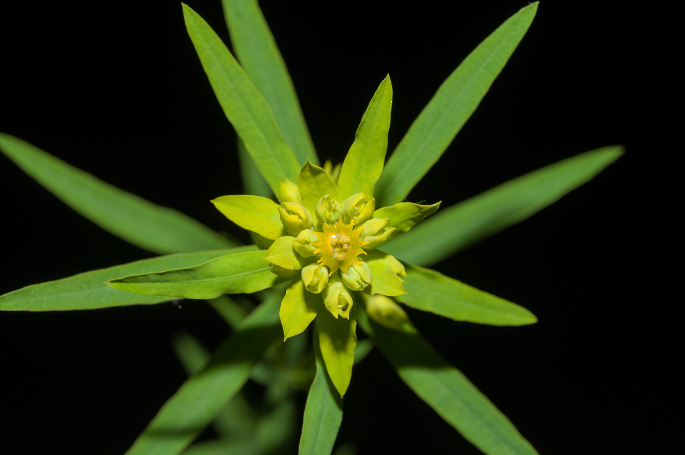 Image of Euphorbia virgata specimen.