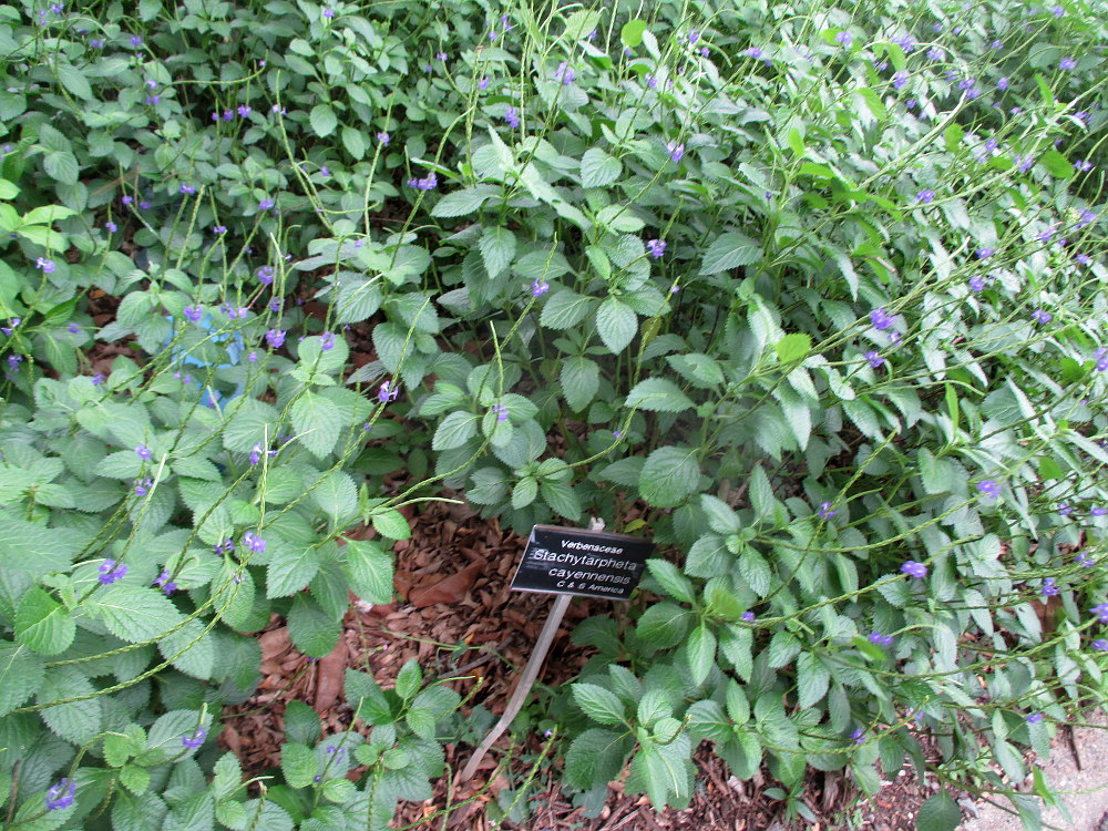 Изображение особи Stachytarpheta cayennensis.