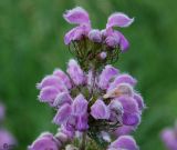 Phlomoides tuberosa