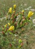 Hypericum elegans