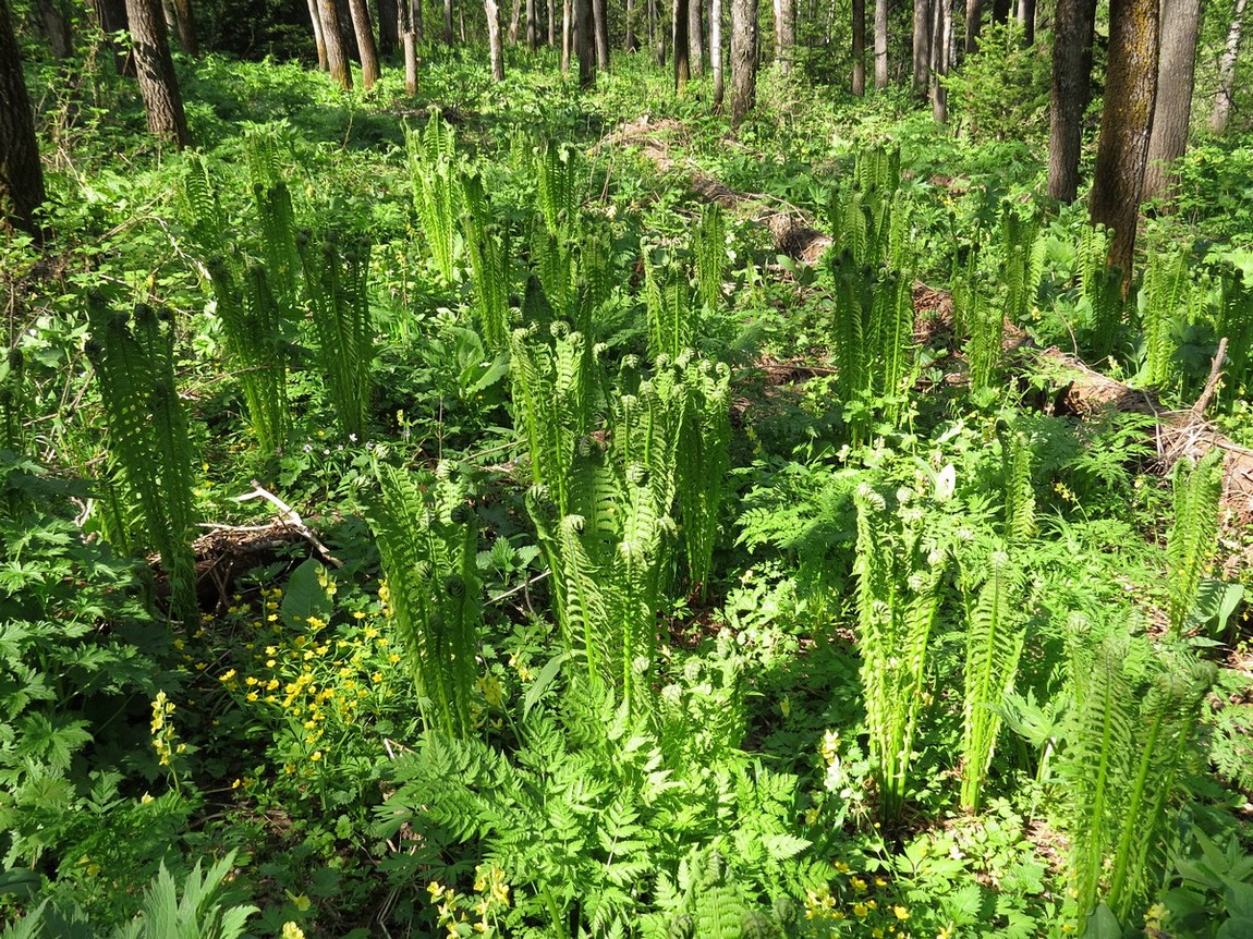 Изображение особи Matteuccia struthiopteris.