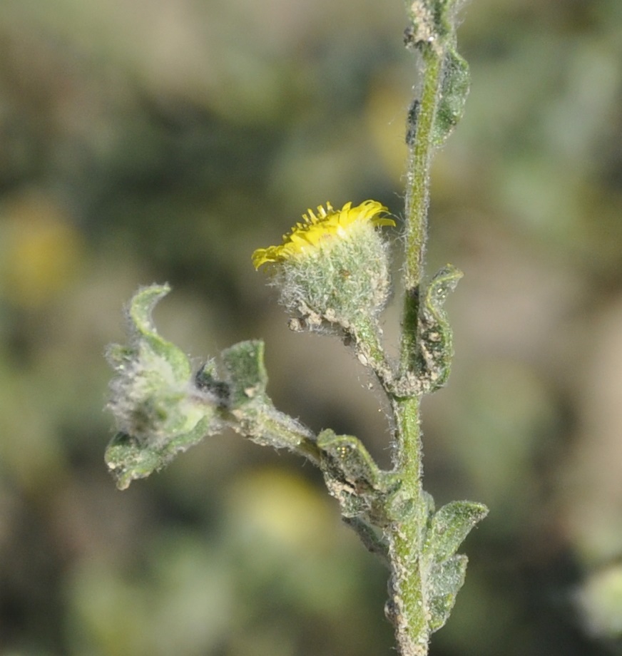 Image of Pulicaria vulgaris specimen.