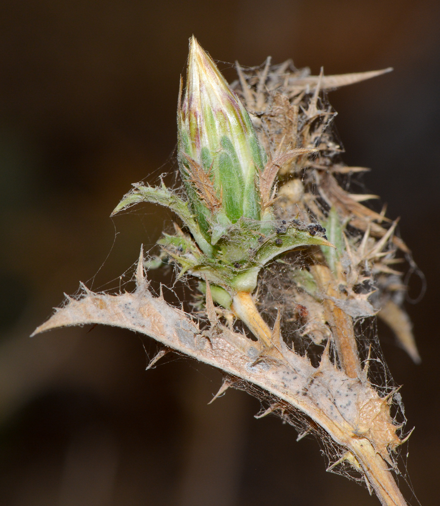 Image of Carlina curetum specimen.